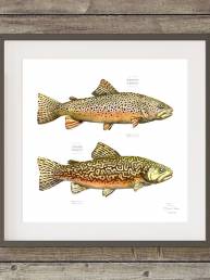 Watercolor painting with labels of a brown and tiger trout