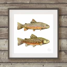 Watercolor paintings of a brown and tiger trout